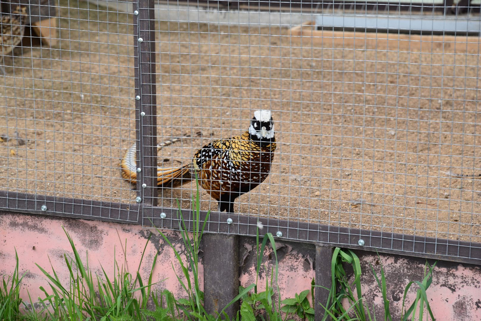 лотошино, шилово, зоопарк, зоопространство,