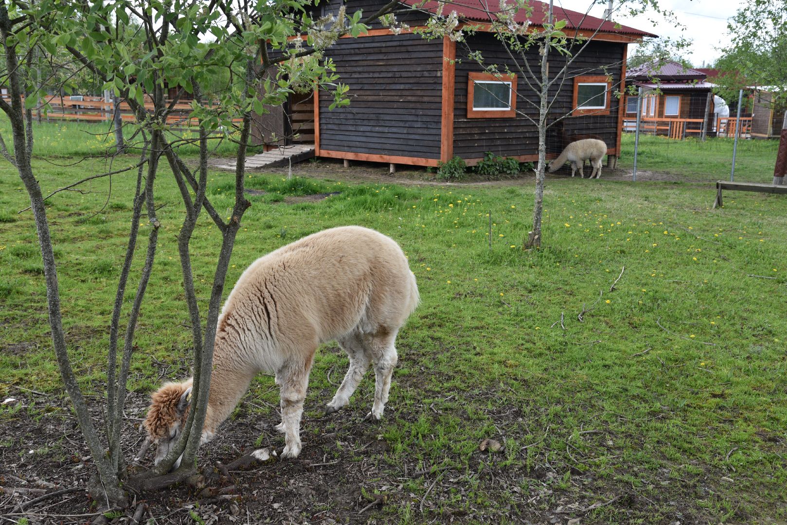 лотошино, шилово, зоопарк, зоопространство,