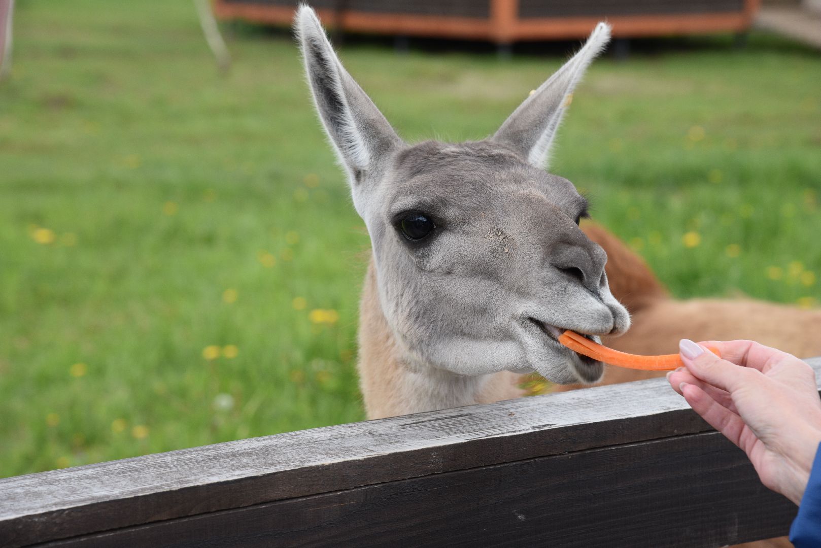 лотошино, шилово, зоопарк, зоопространство,