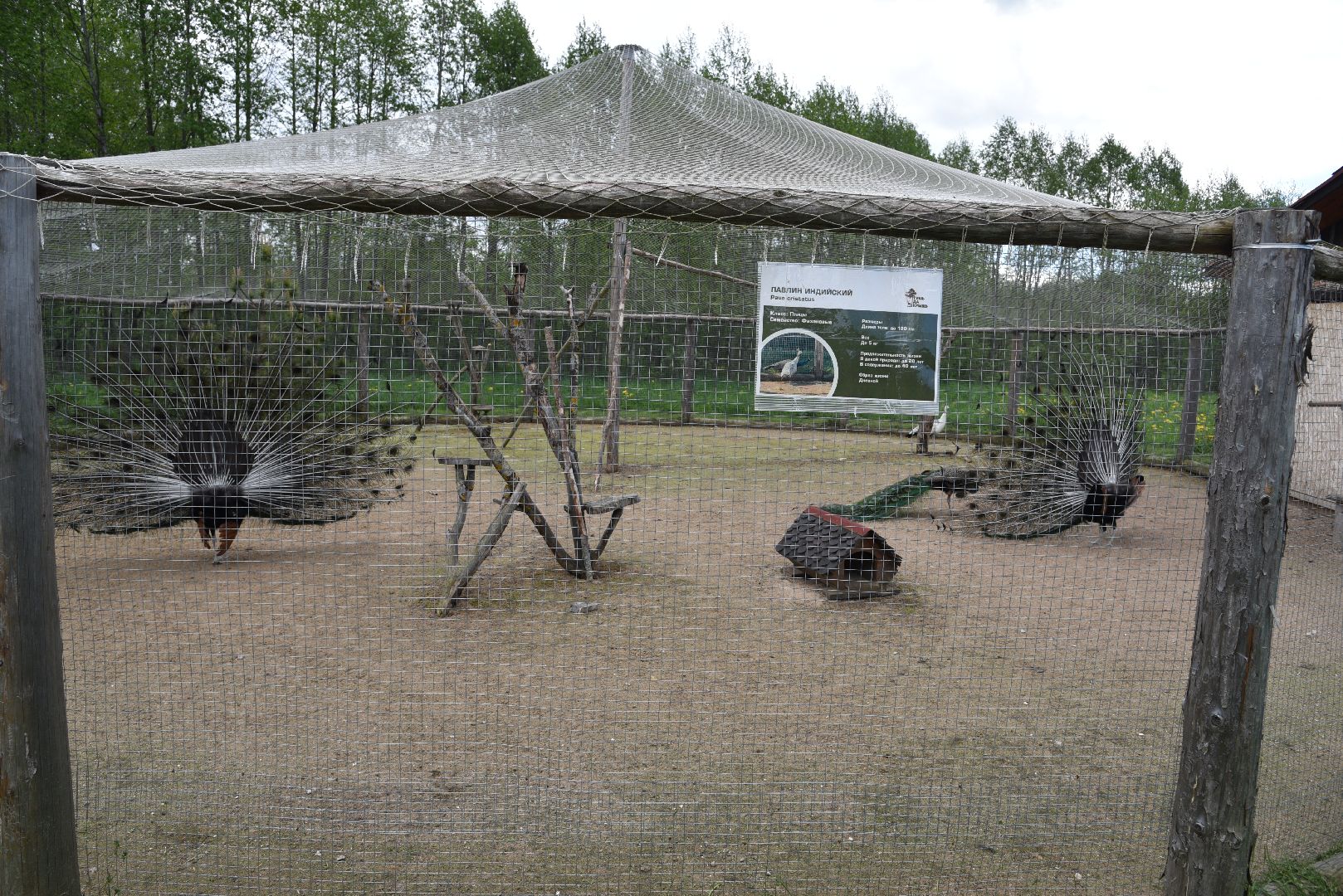 лотошино, шилово, зоопарк, зоопространство,