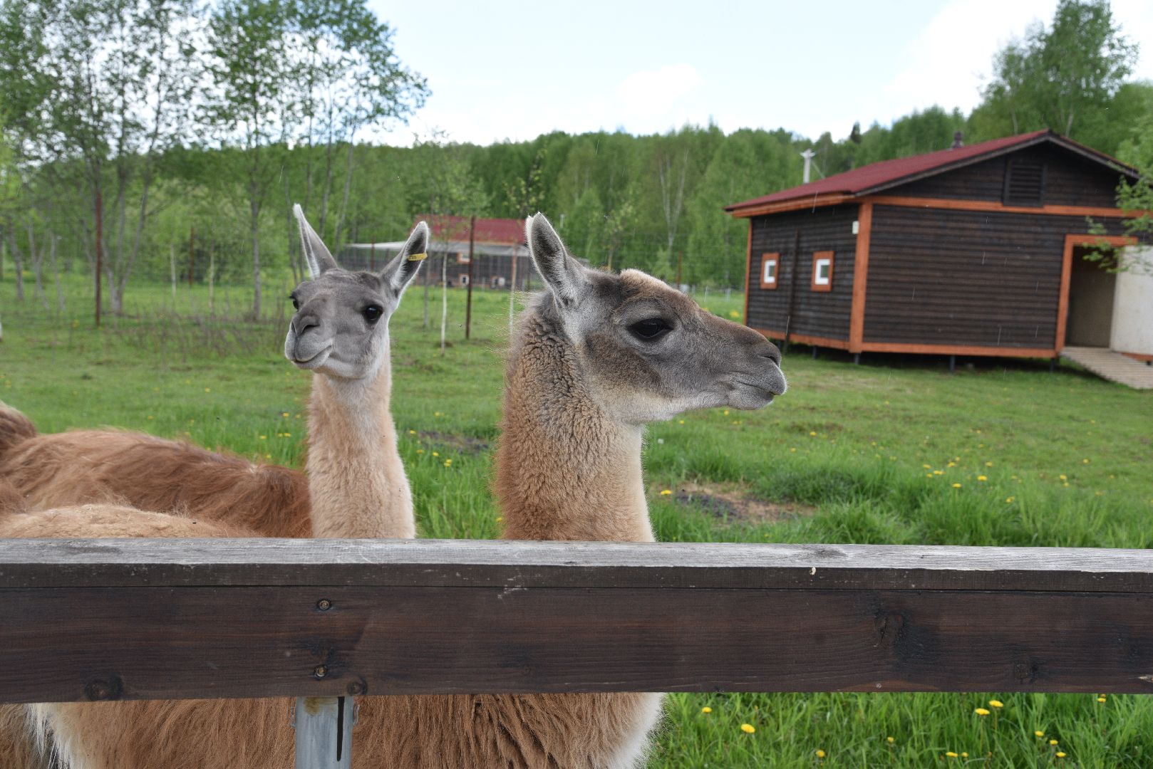 лотошино, шилово, зоопарк, зоопространство,
