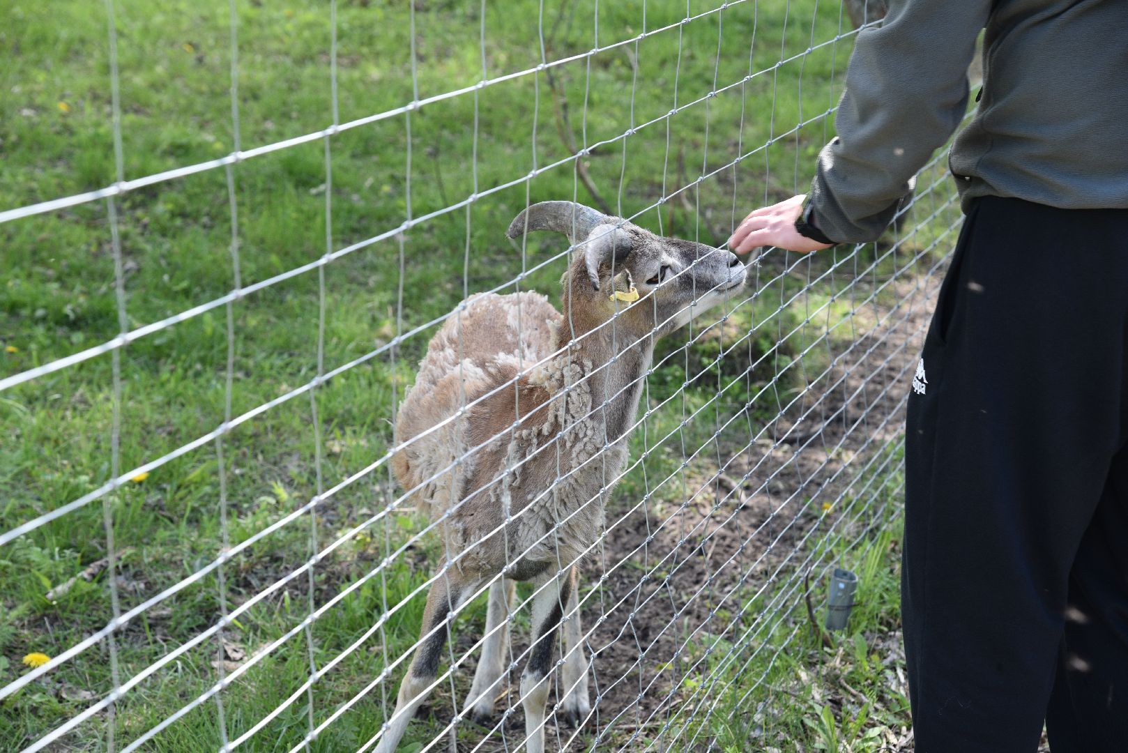 лотошино, шилово, зоопарк, зоопространство,