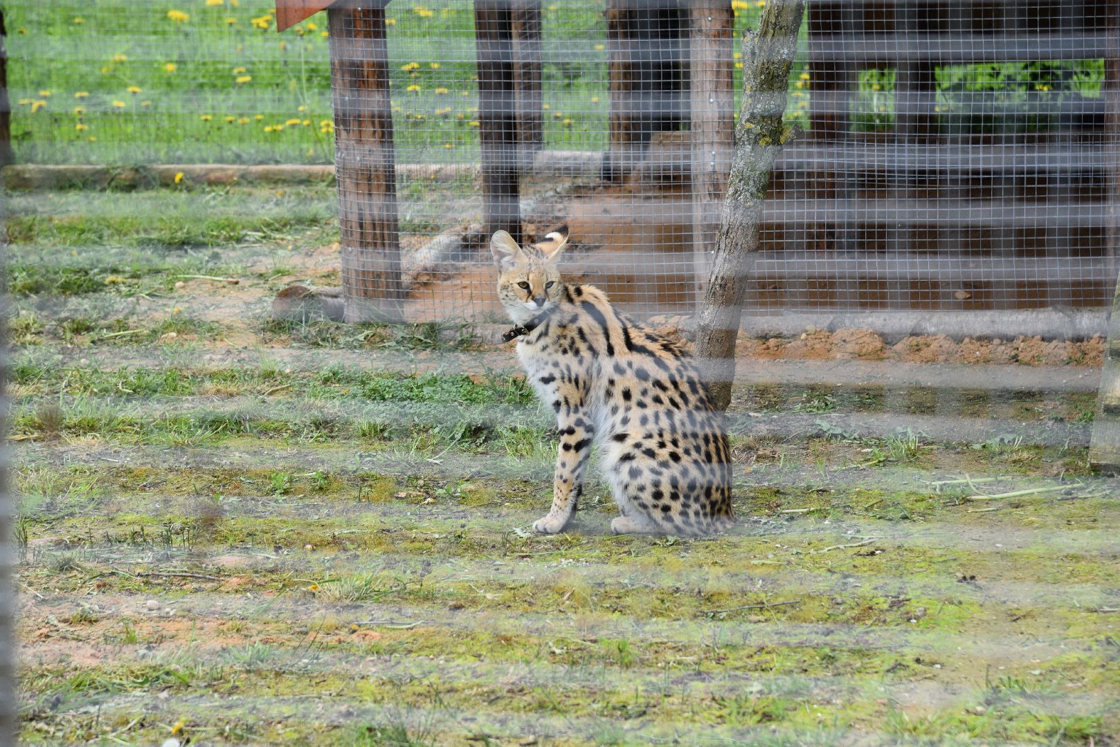 лотошино, шилово, зоопарк, зоопространство,