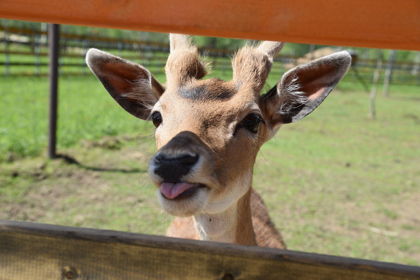 лотошино, шилово, зоопарк, зоопространство,