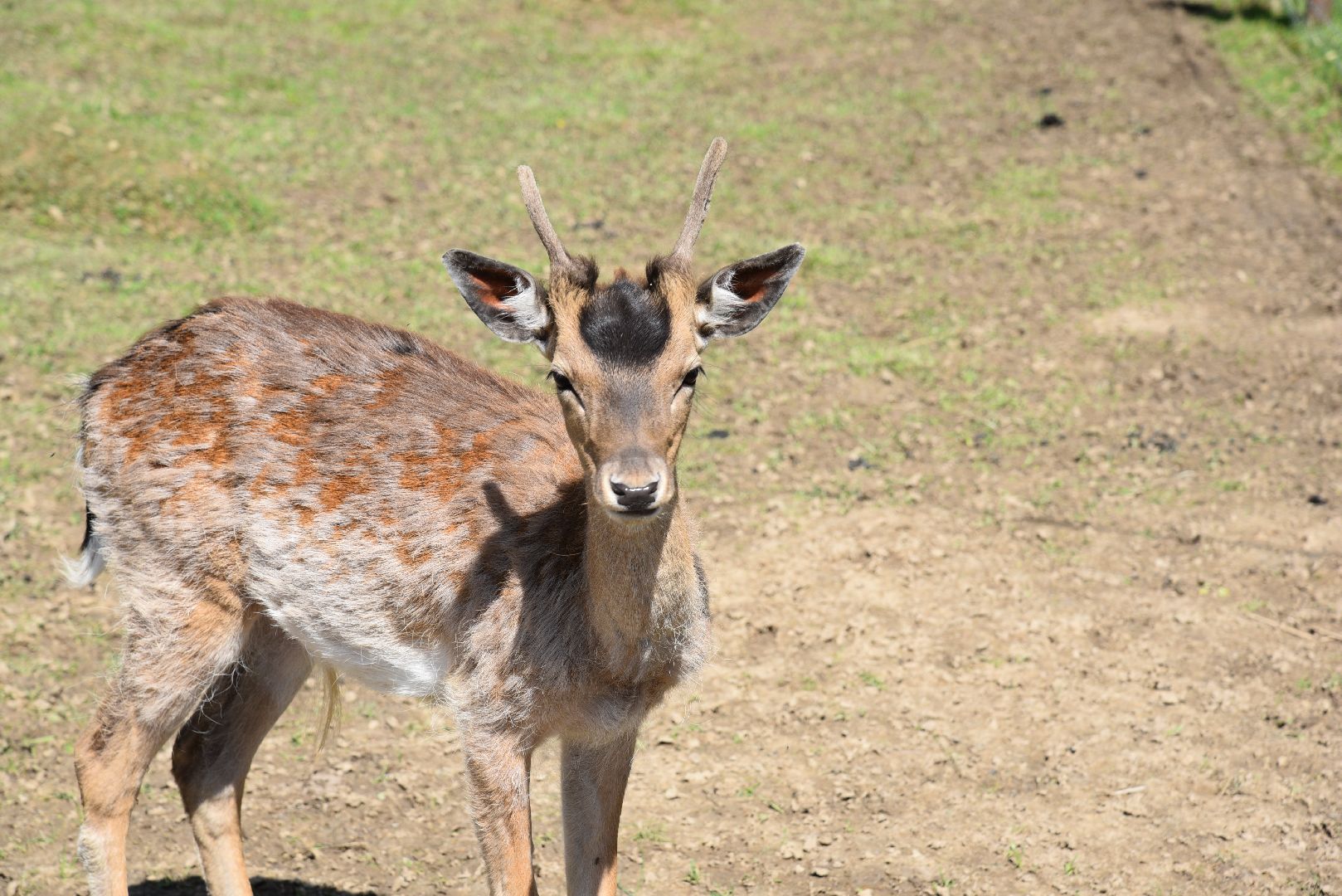 лотошино, шилово, зоопарк, зоопространство,