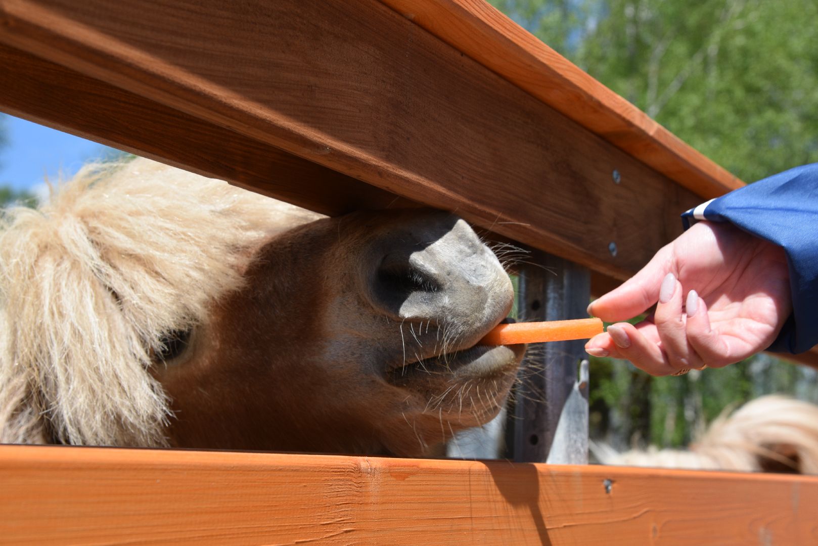 лотошино, шилово, зоопарк, зоопространство,