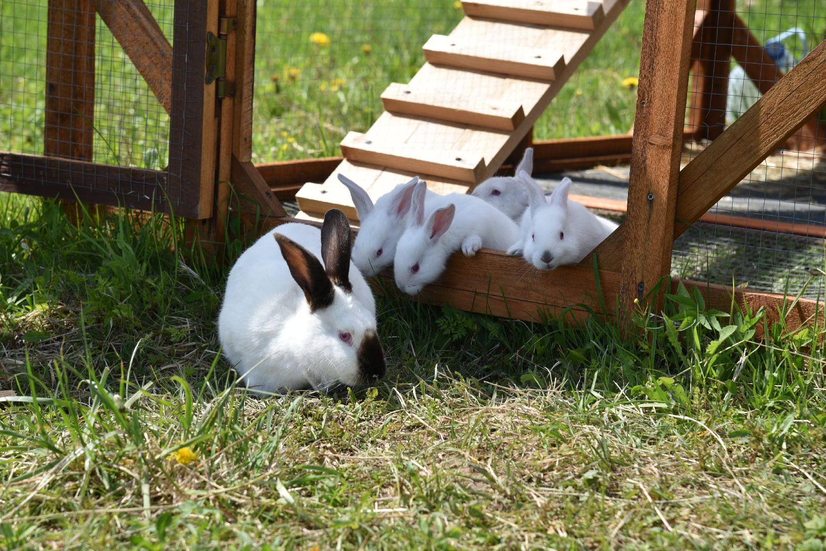 лотошино, шилово, зоопарк, зоопространство,