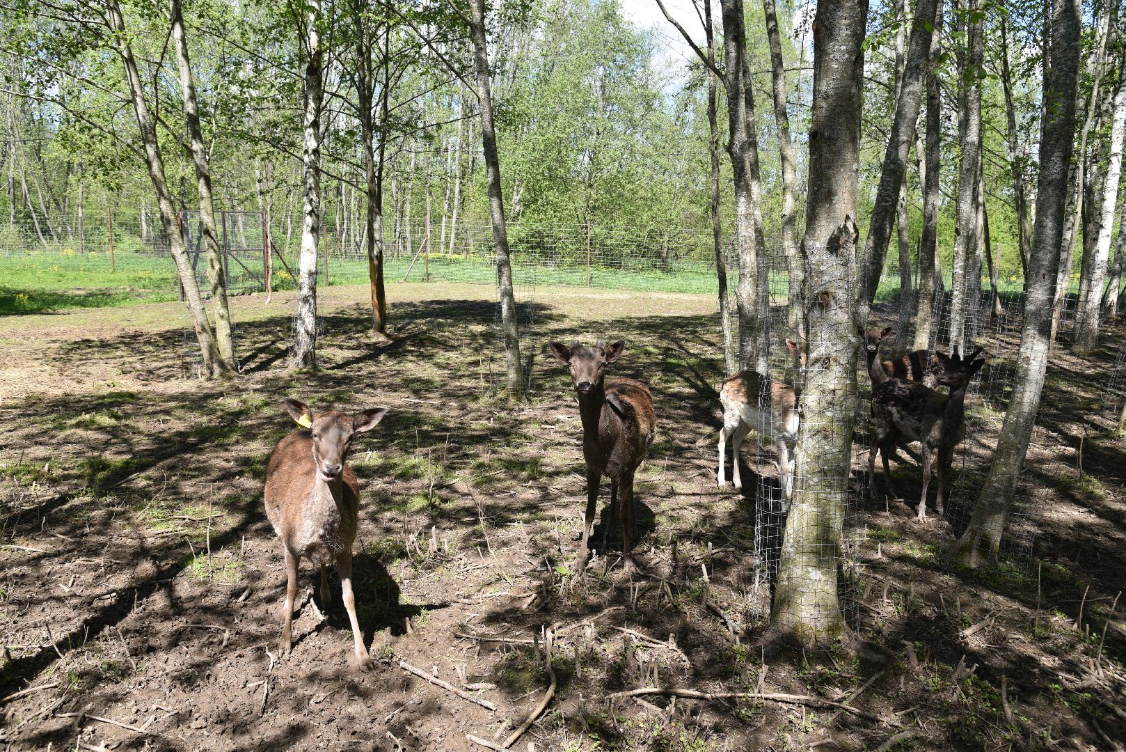 лотошино, шилово, зоопарк, зоопространство,
