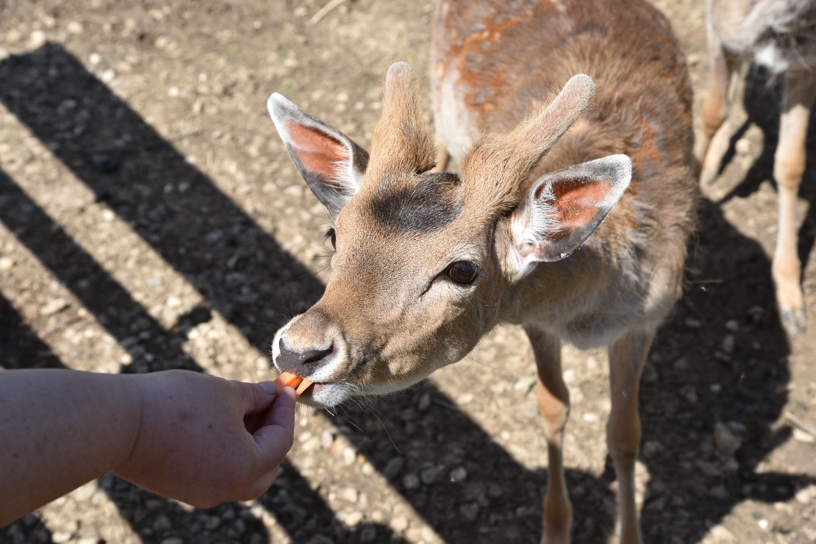 лотошино, шилово, зоопарк, зоопространство,