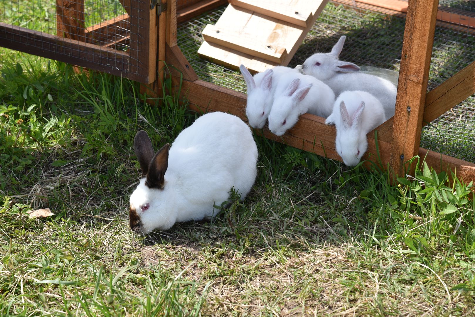 лотошино, шилово, зоопарк, зоопространство,