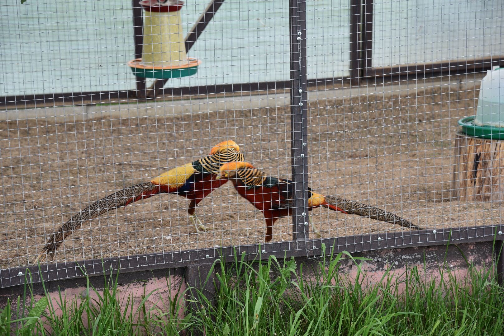 лотошино, шилово, зоопарк, зоопространство,