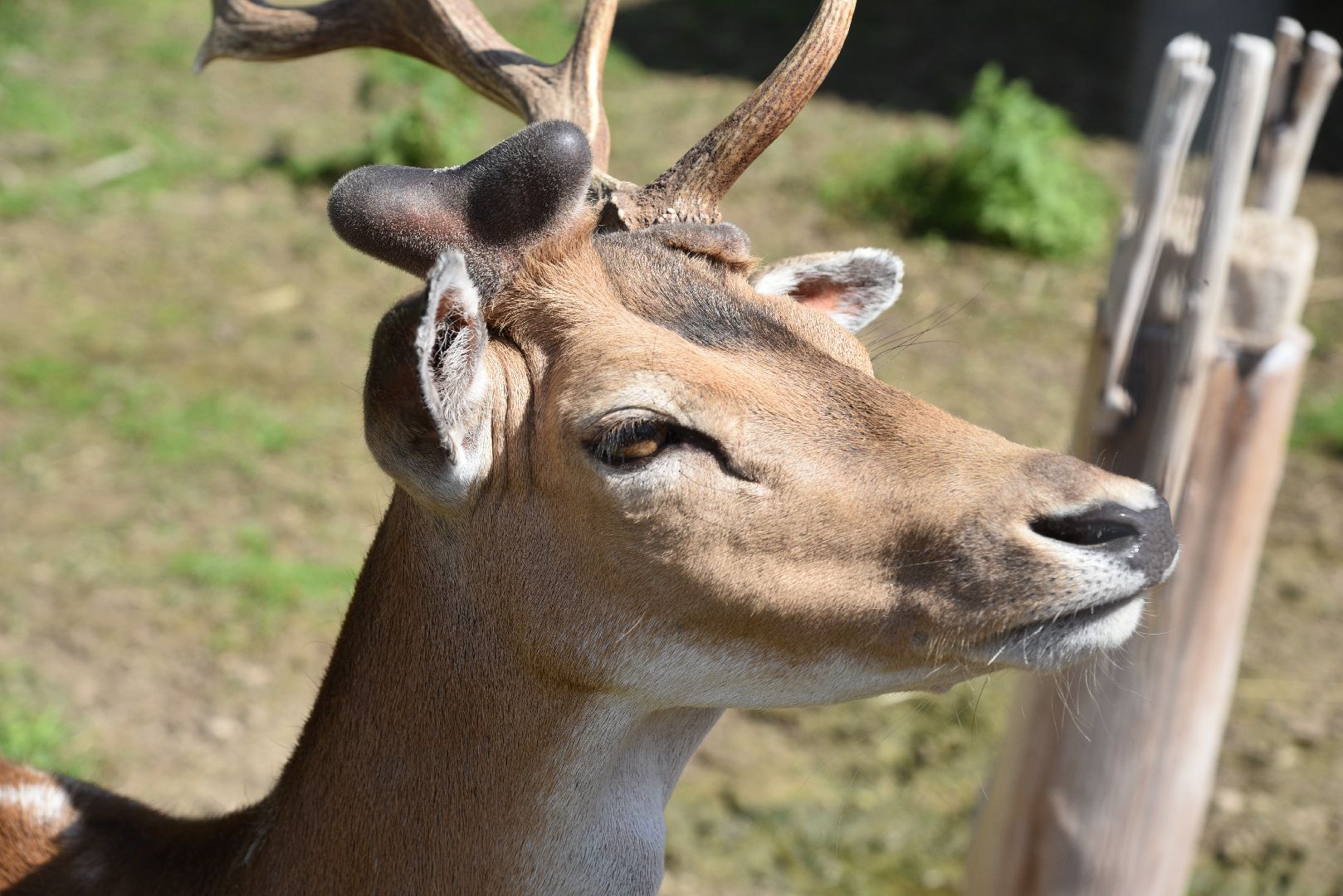 лотошино, шилово, зоопарк, зоопространство,