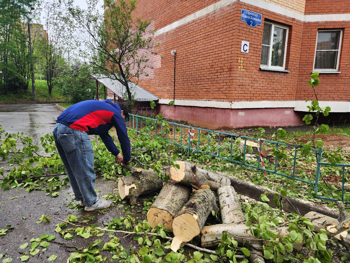 фрязино, удаление деревьев, аварийное дерево,