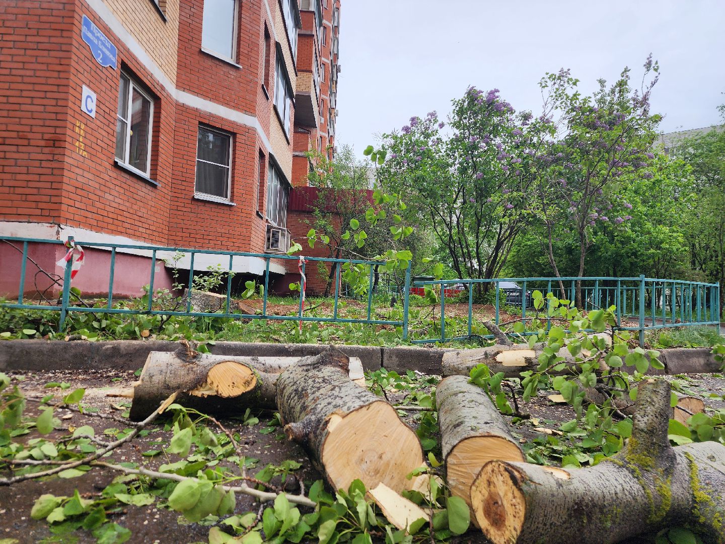фрязино, удаление деревьев, аварийное дерево,