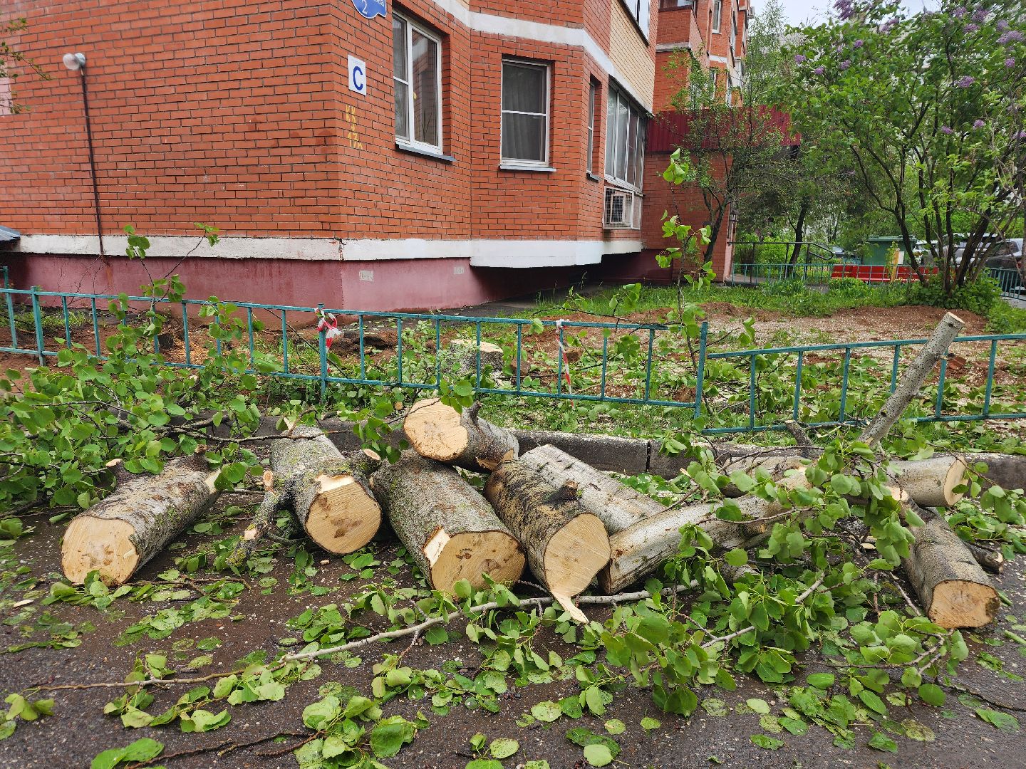 фрязино, удаление деревьев, аварийное дерево,