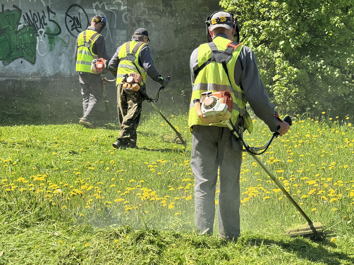 шаховская, покос травы, трава,