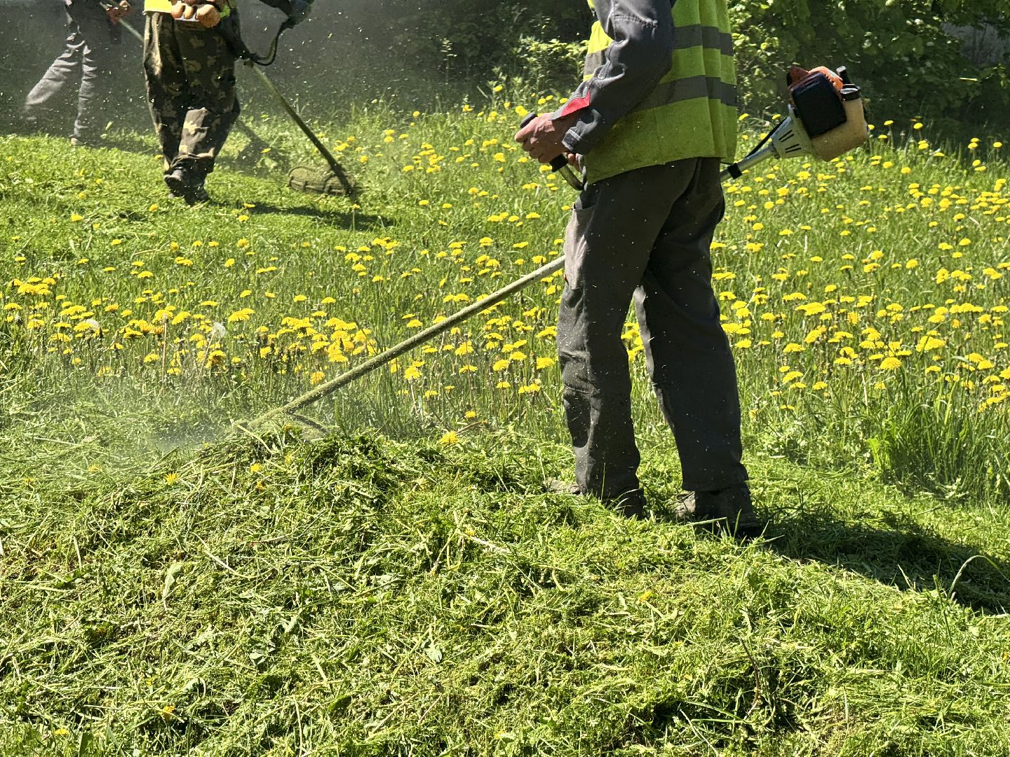 шаховская, покос травы, трава,