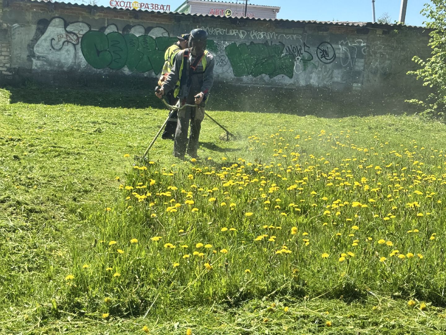 шаховская, покос травы, трава,