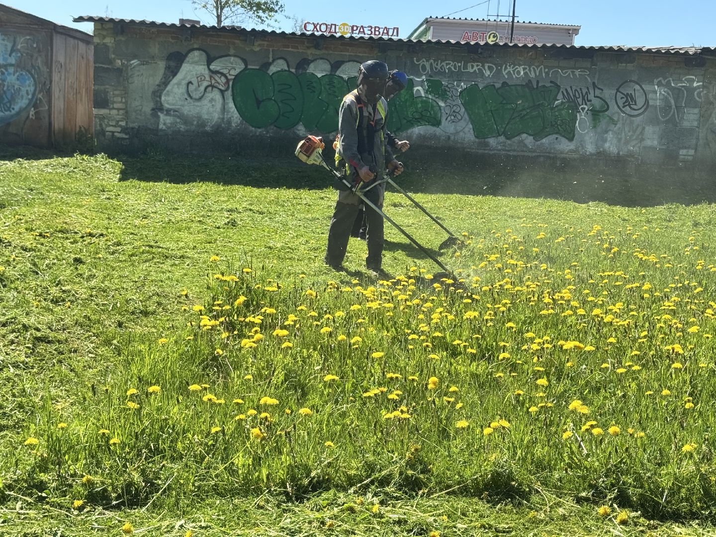 шаховская, покос травы, трава,