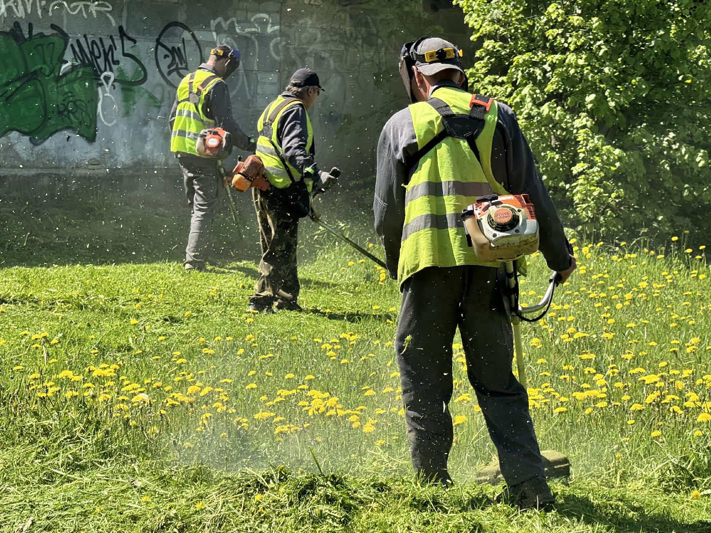 шаховская, покос травы, трава,