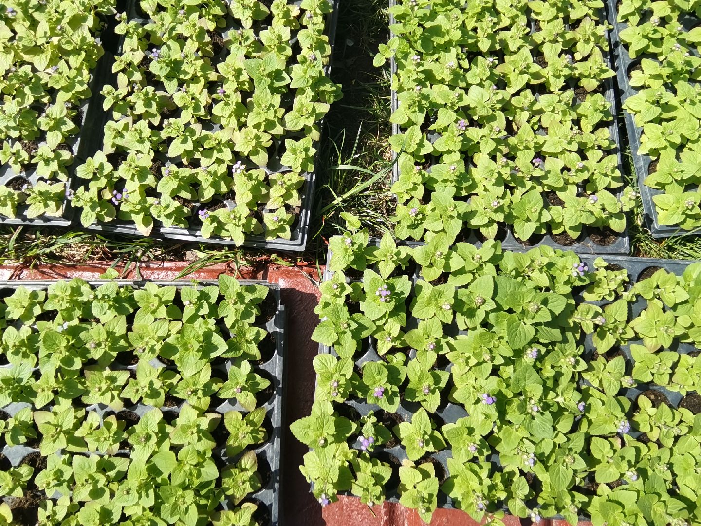 Балашиха, Благоустройство Балашиха, фиалка, анютины глазки, цветы, скверы, парки, однолетние растения, многолетние, сквер 60 лет Октября