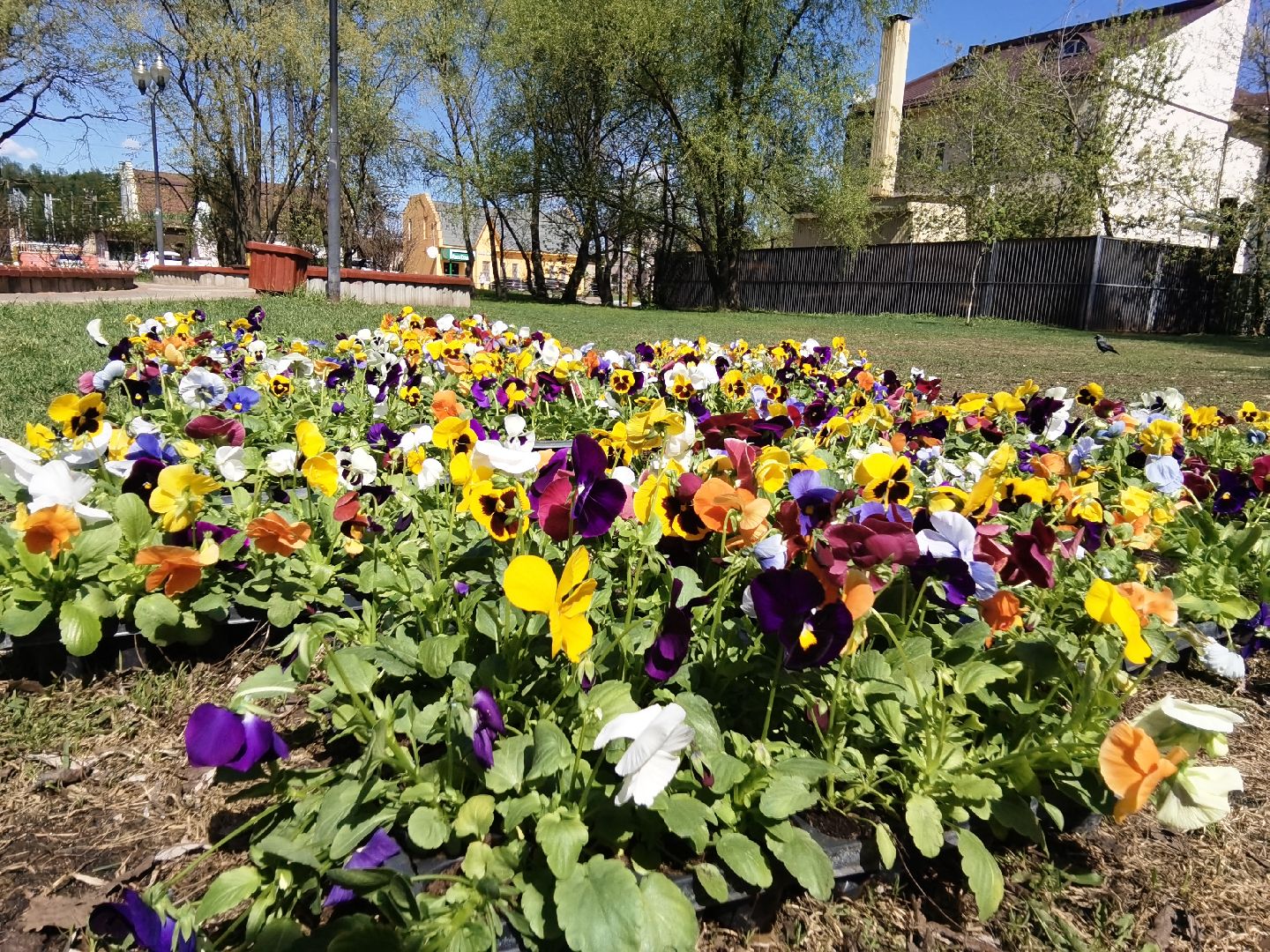 Балашиха, Благоустройство Балашиха, фиалка, анютины глазки, цветы, скверы, парки, однолетние растения, многолетние, сквер 60 лет Октября