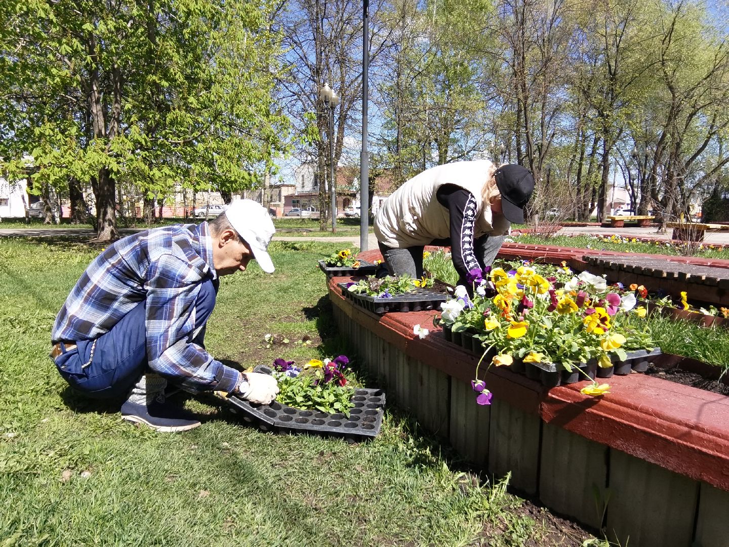 Балашиха, Благоустройство Балашиха, фиалка, анютины глазки, цветы, скверы, парки, однолетние растения, многолетние, сквер 60 лет Октября