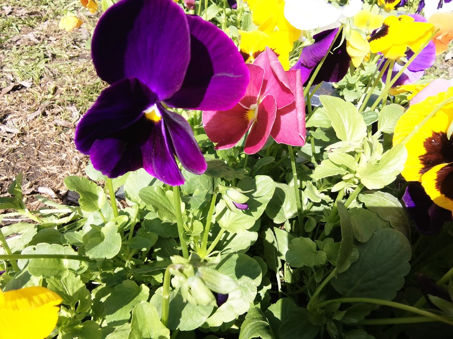 Балашиха, Благоустройство Балашиха, фиалка, анютины глазки, цветы, скверы, парки, однолетние растения, многолетние, сквер 60 лет Октября