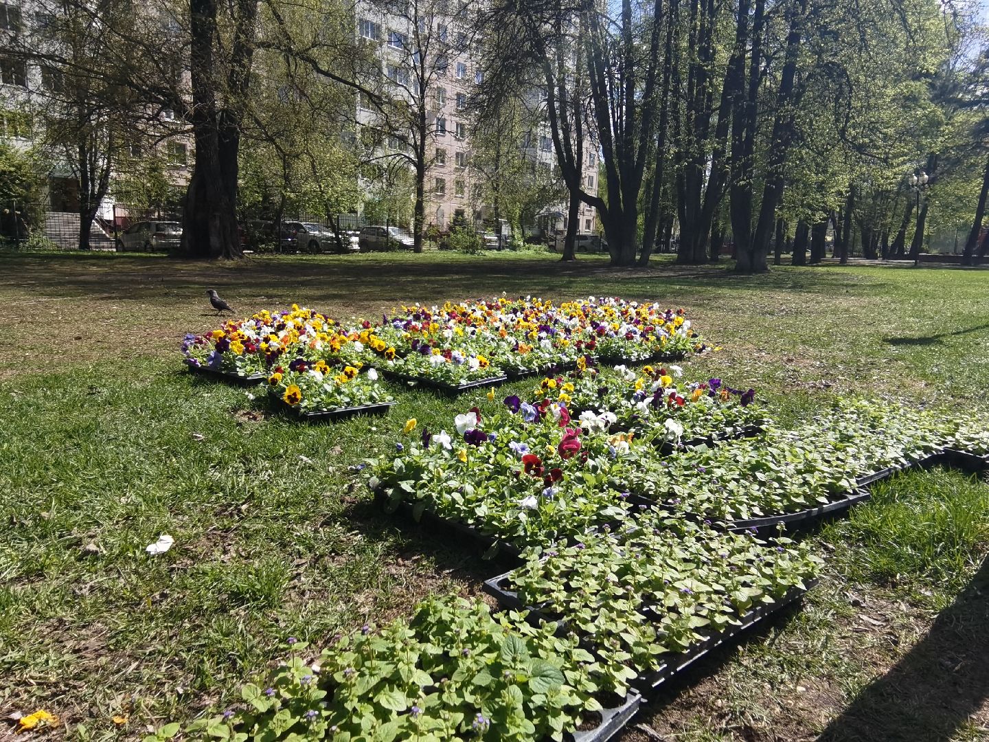 Балашиха, Благоустройство Балашиха, фиалка, анютины глазки, цветы, скверы, парки, однолетние растения, многолетние, сквер 60 лет Октября