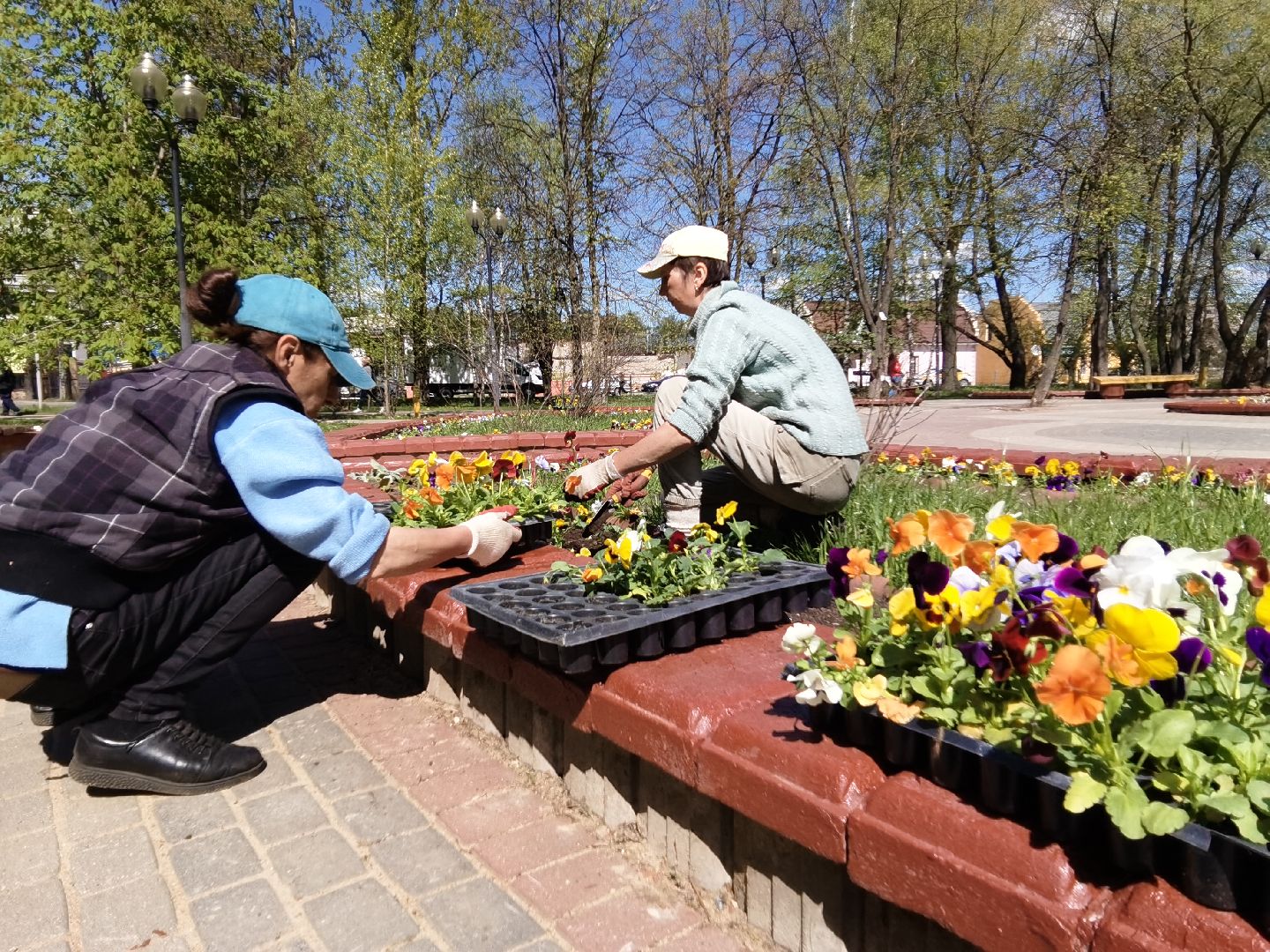 Балашиха, Благоустройство Балашиха, фиалка, анютины глазки, цветы, скверы, парки, однолетние растения, многолетние, сквер 60 лет Октября