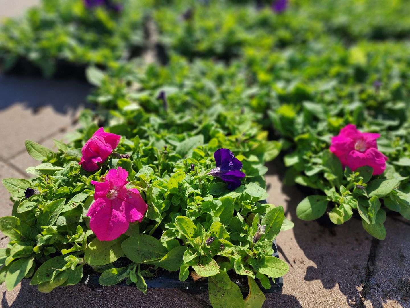 сергиев посад, озеленение, келарская набережная, клумбы,