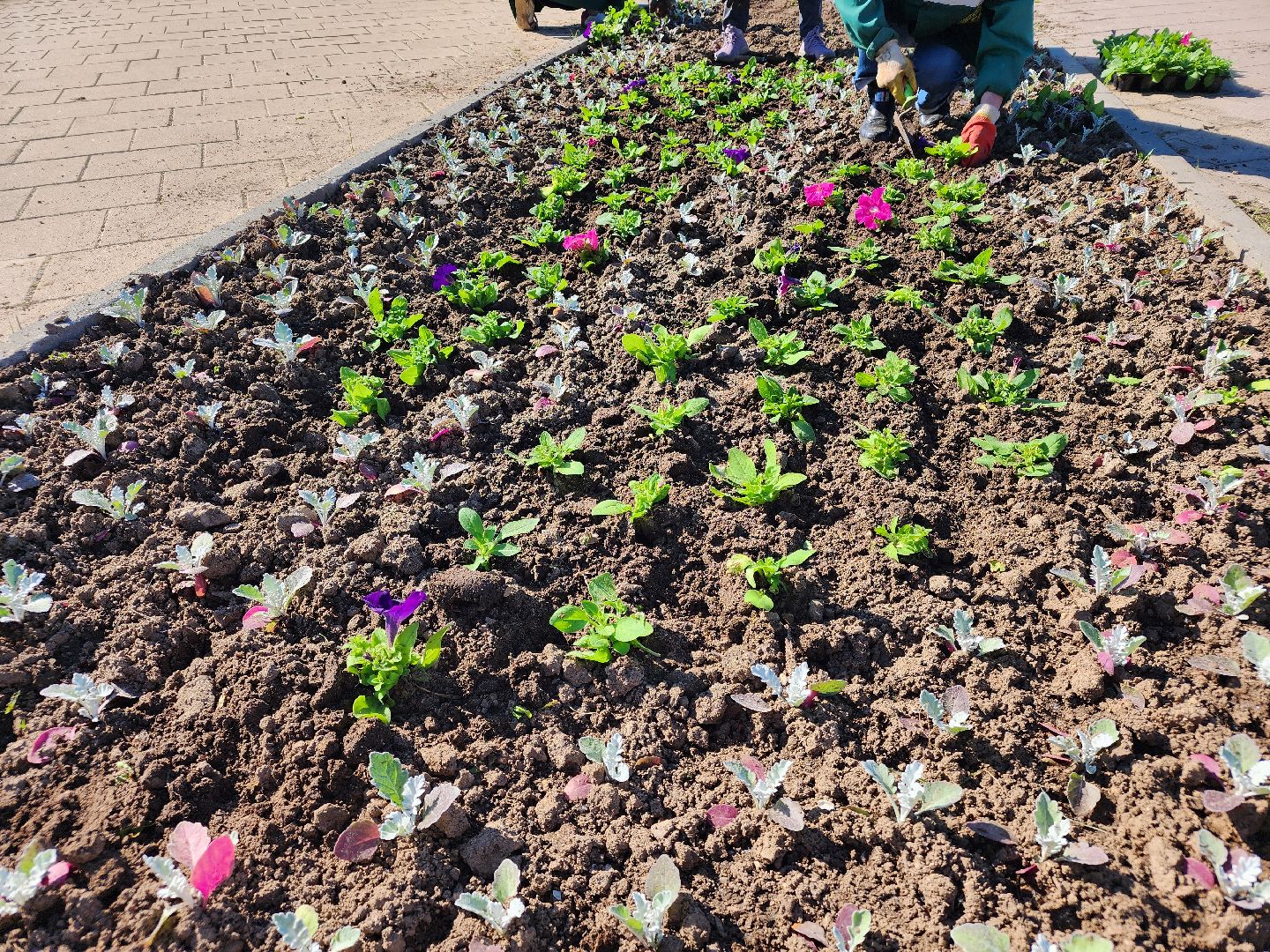 сергиев посад, озеленение, келарская набережная, клумбы,