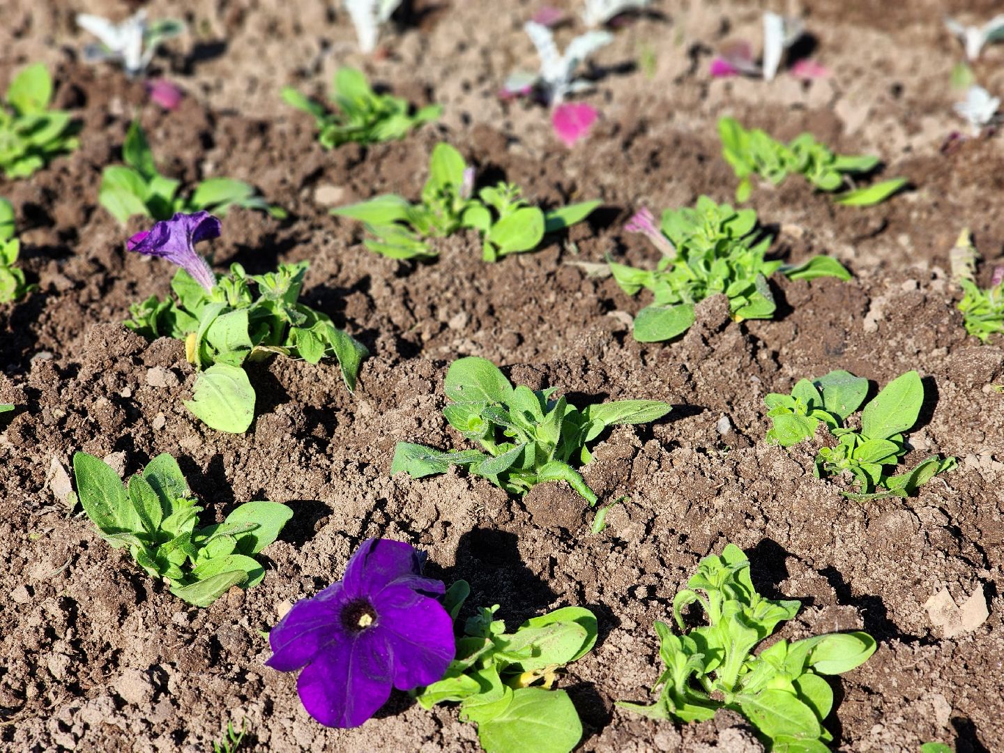 сергиев посад, озеленение, келарская набережная, клумбы,