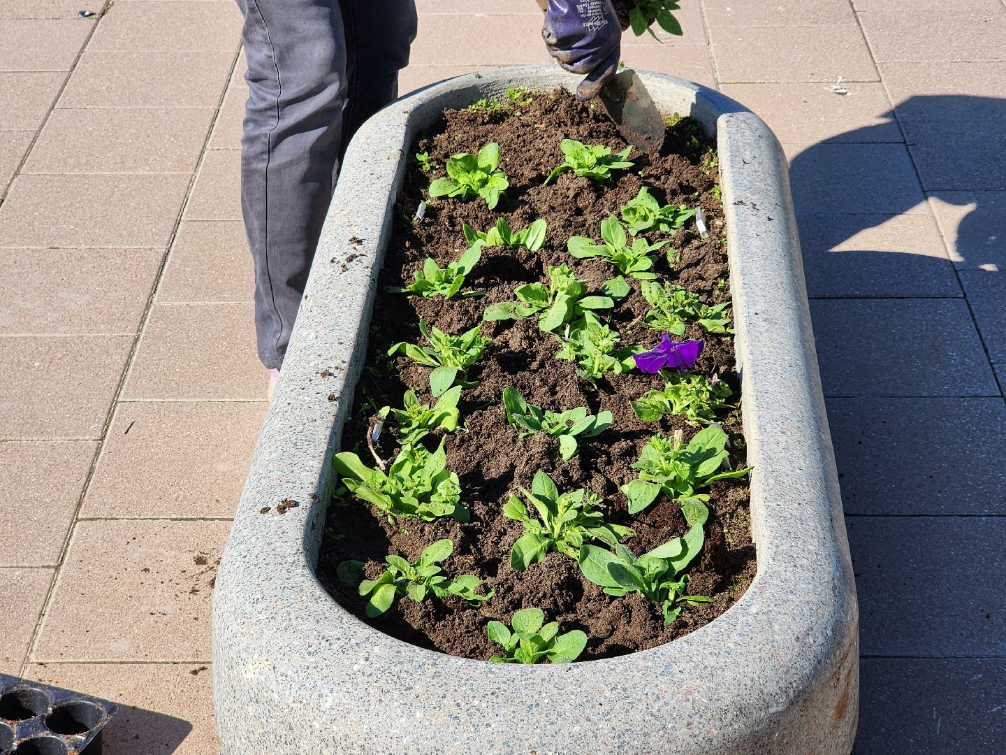 сергиев посад, озеленение, келарская набережная, клумбы,