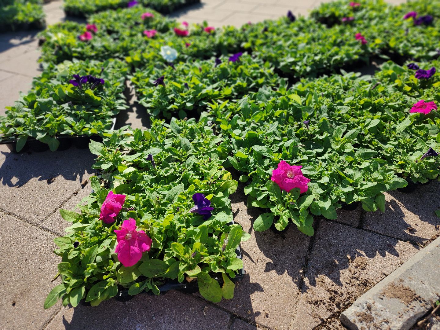 сергиев посад, озеленение, келарская набережная, клумбы,