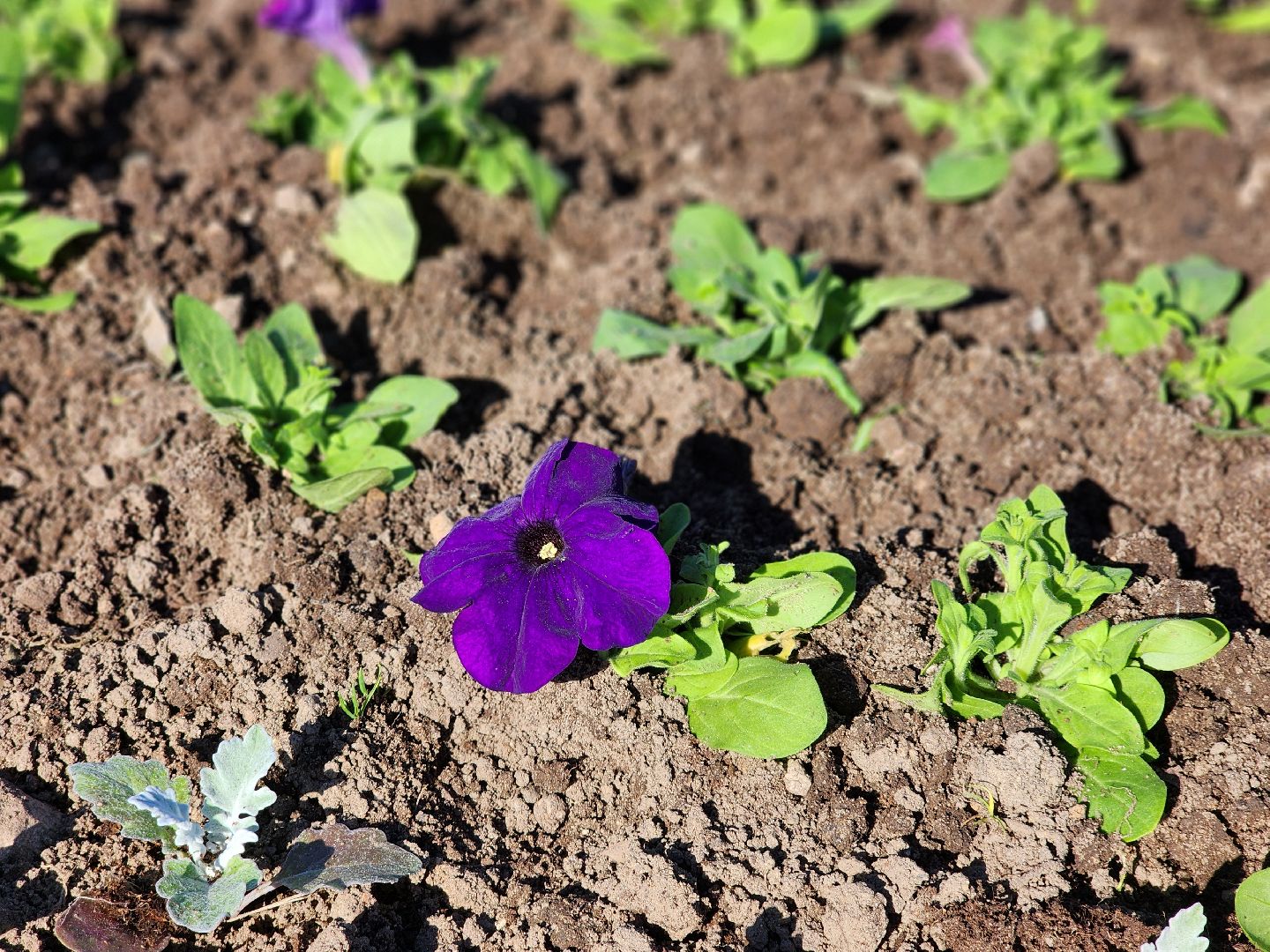 сергиев посад, озеленение, келарская набережная, клумбы,