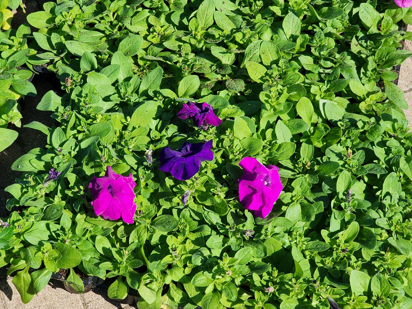 сергиев посад, озеленение, келарская набережная, клумбы,