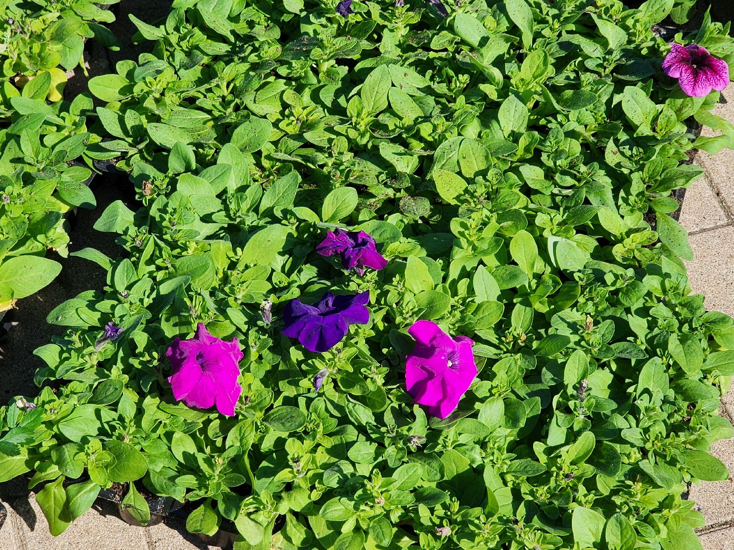 сергиев посад, озеленение, келарская набережная, клумбы,