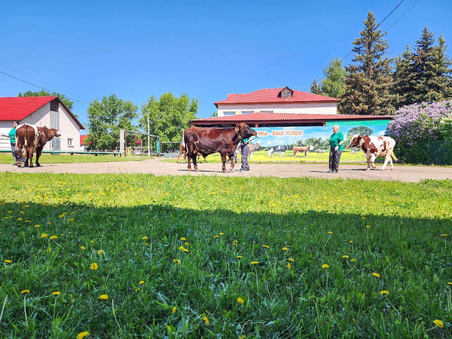 Подольск, сельское хозяйство, выводка быков,животноводство,