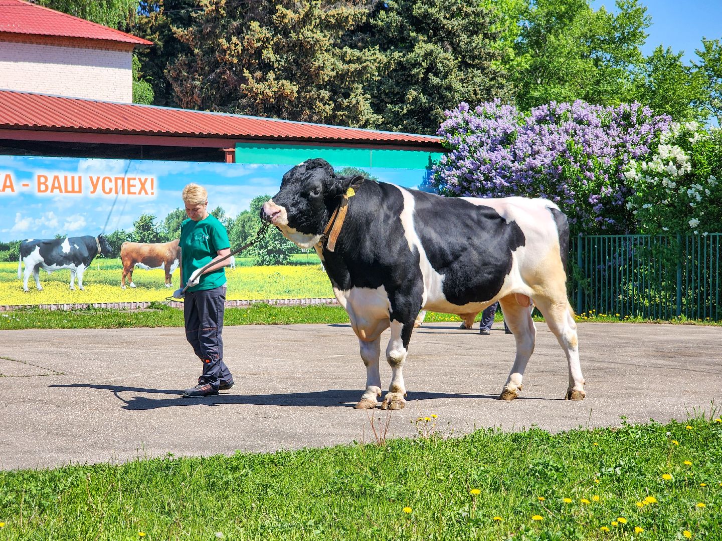 Подольск, сельское хозяйство, выводка быков,животноводство,