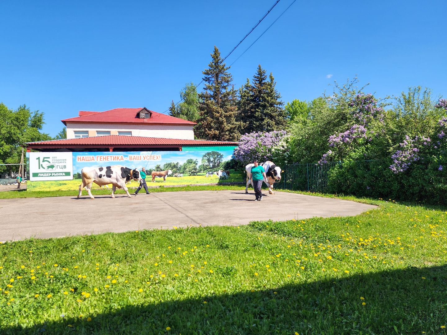 Подольск, сельское хозяйство, выводка быков,животноводство,