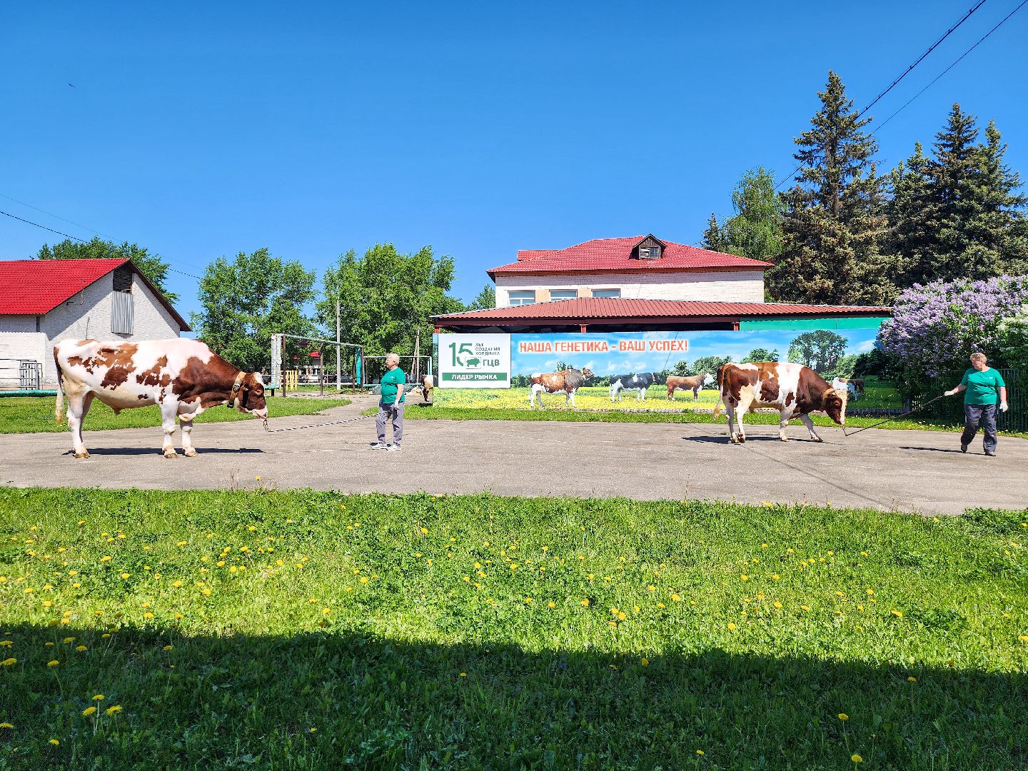 Подольск, сельское хозяйство, выводка быков,животноводство,