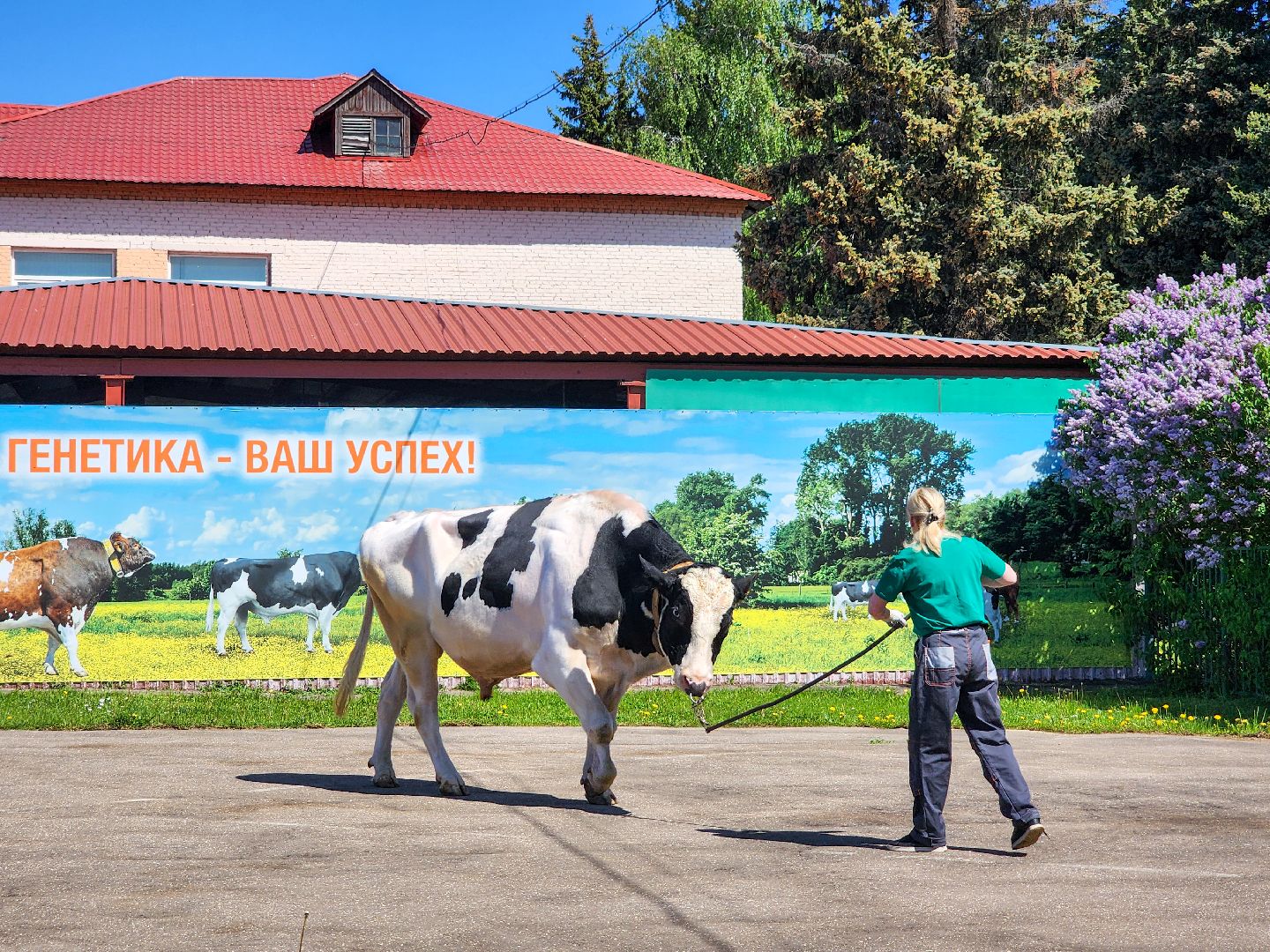 Подольск, сельское хозяйство, выводка быков,животноводство,