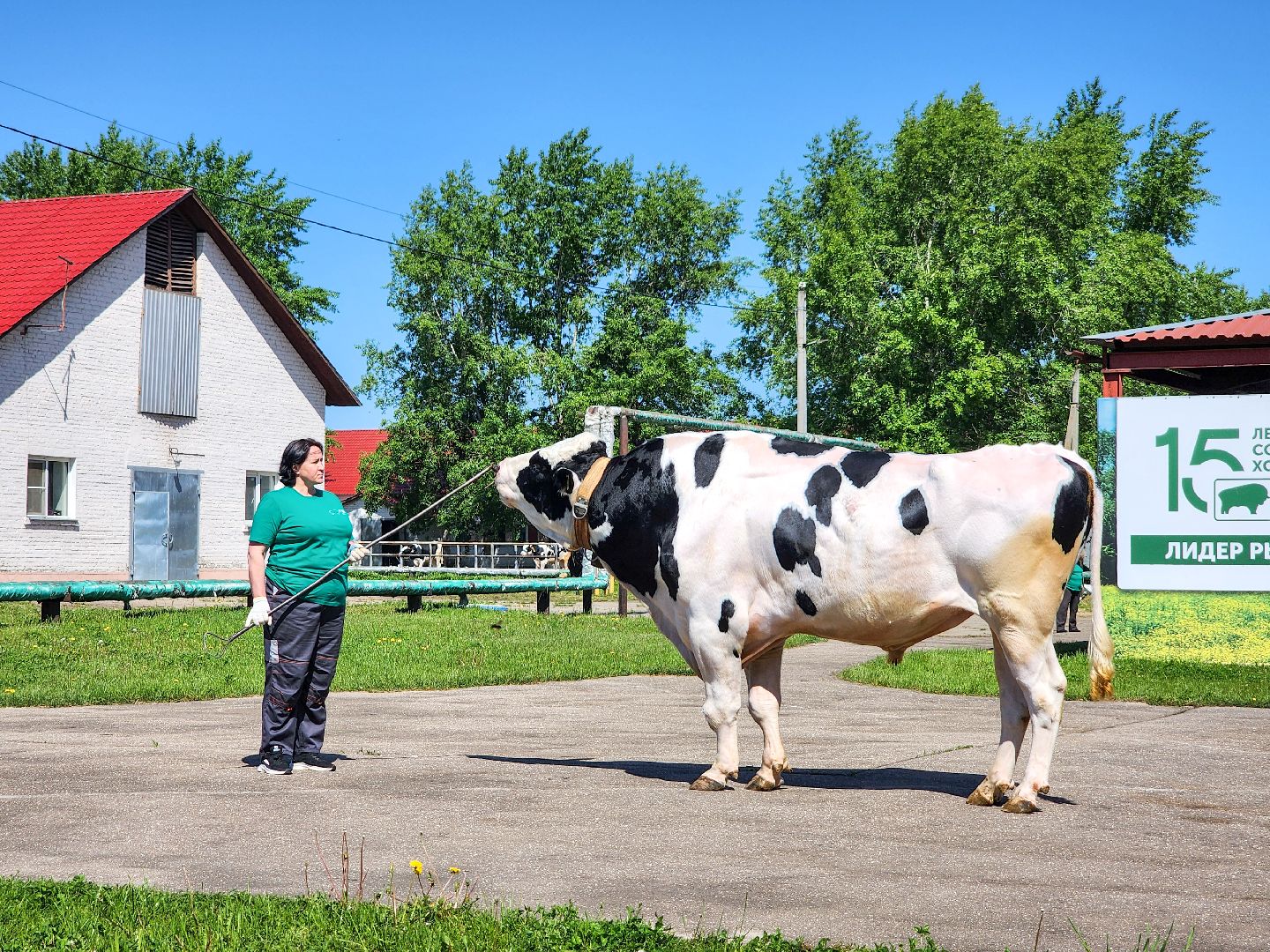 Подольск, сельское хозяйство, выводка быков,животноводство,