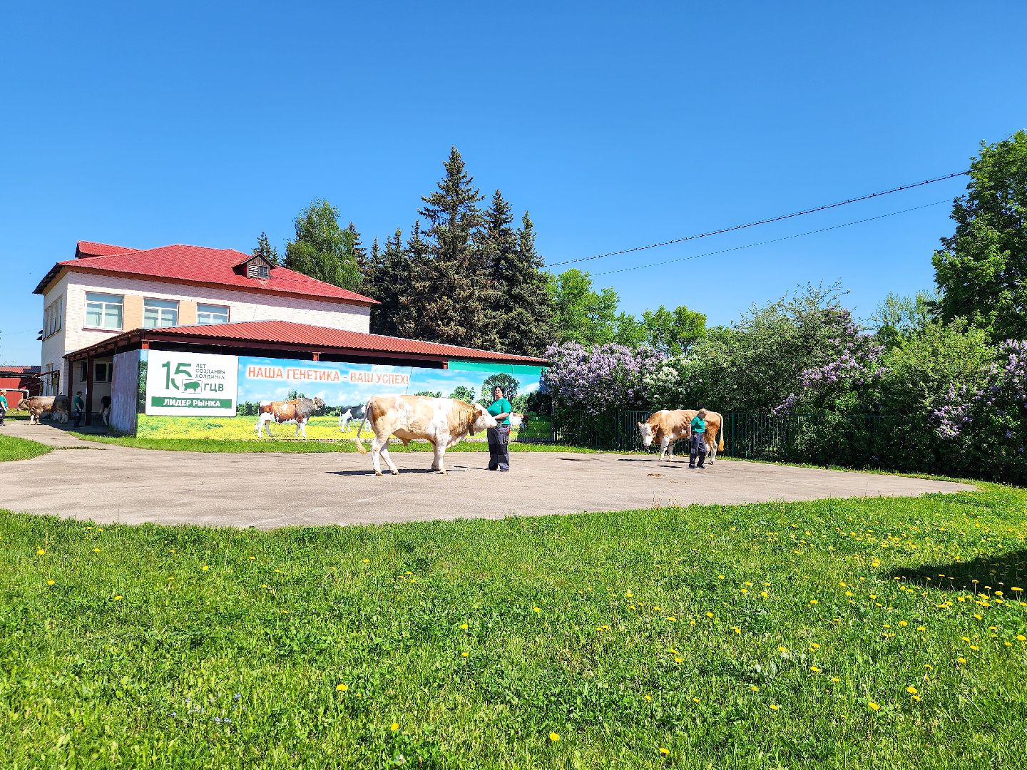 Подольск, сельское хозяйство, выводка быков,животноводство,