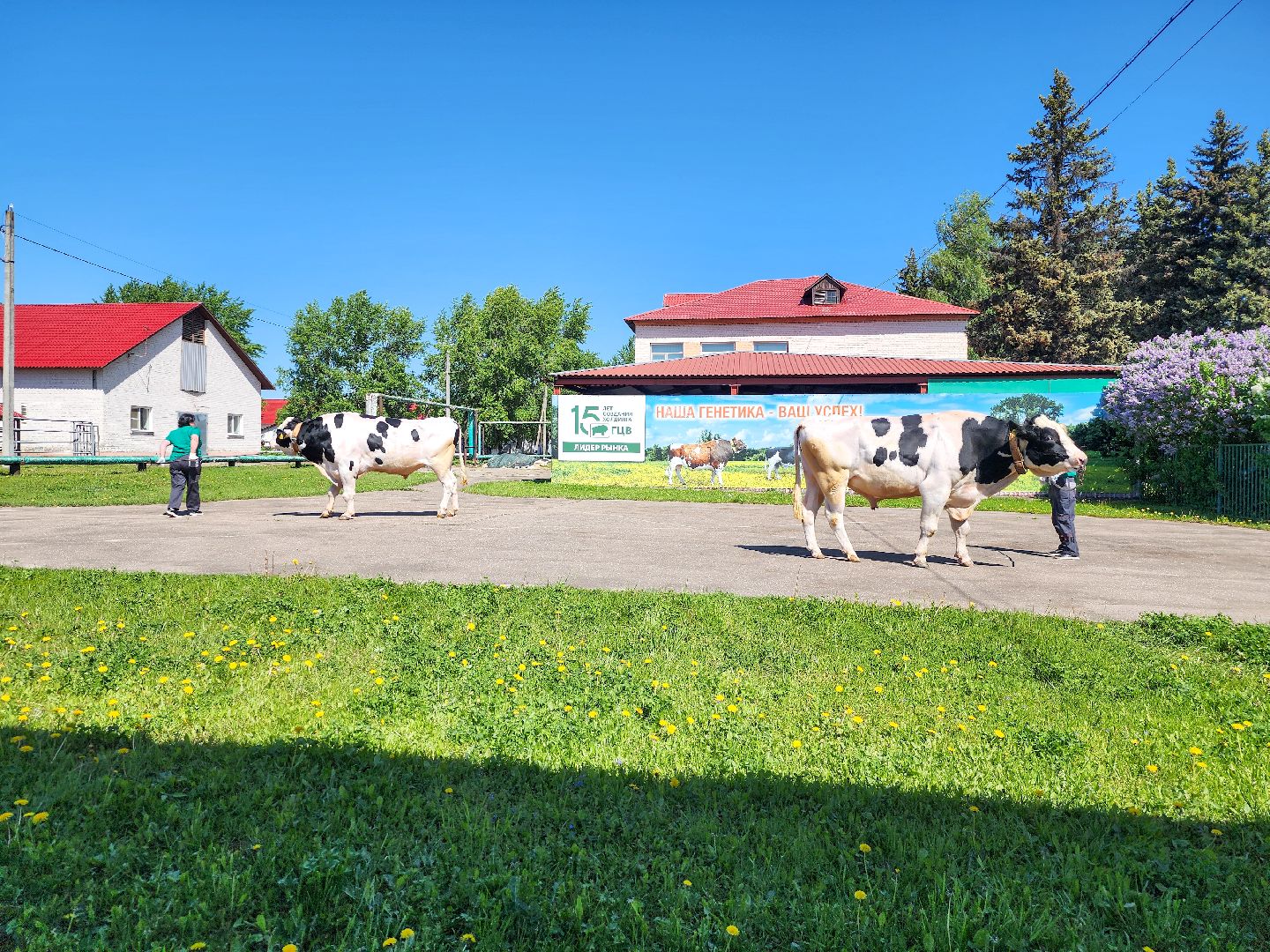 Подольск, сельское хозяйство, выводка быков,животноводство,