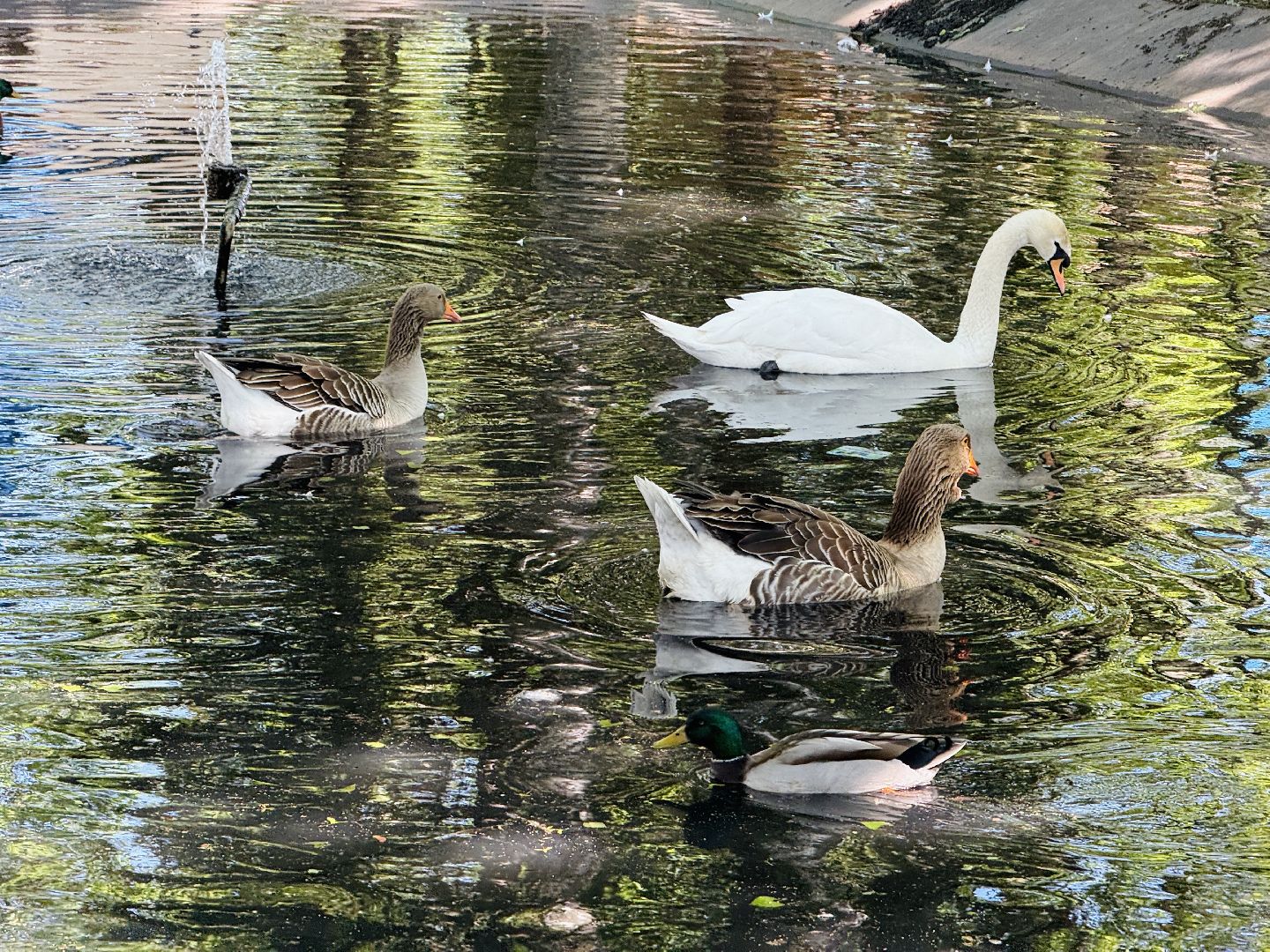 раменское, гжель, зоопарк,