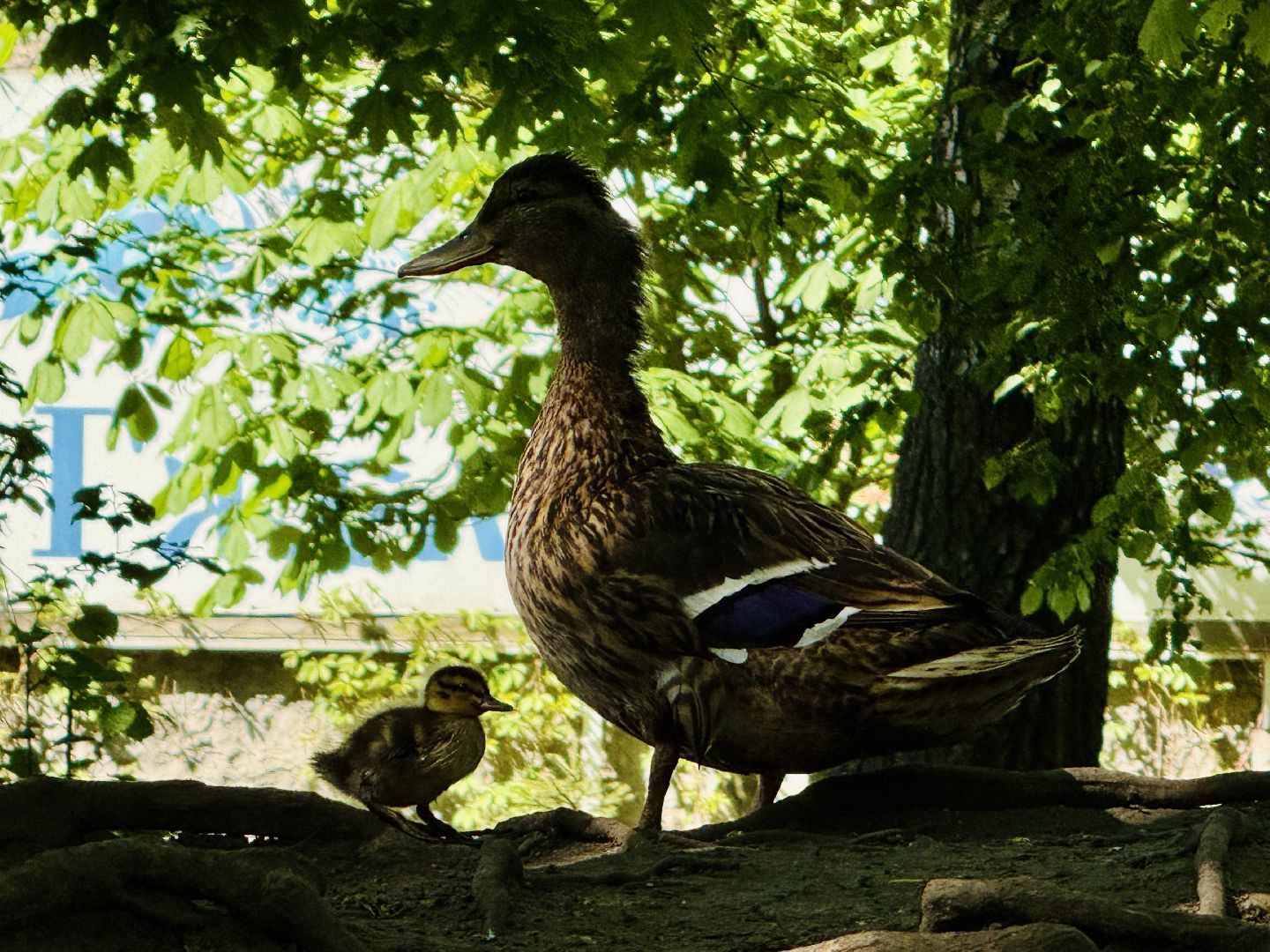 раменское, гжель, зоопарк,
