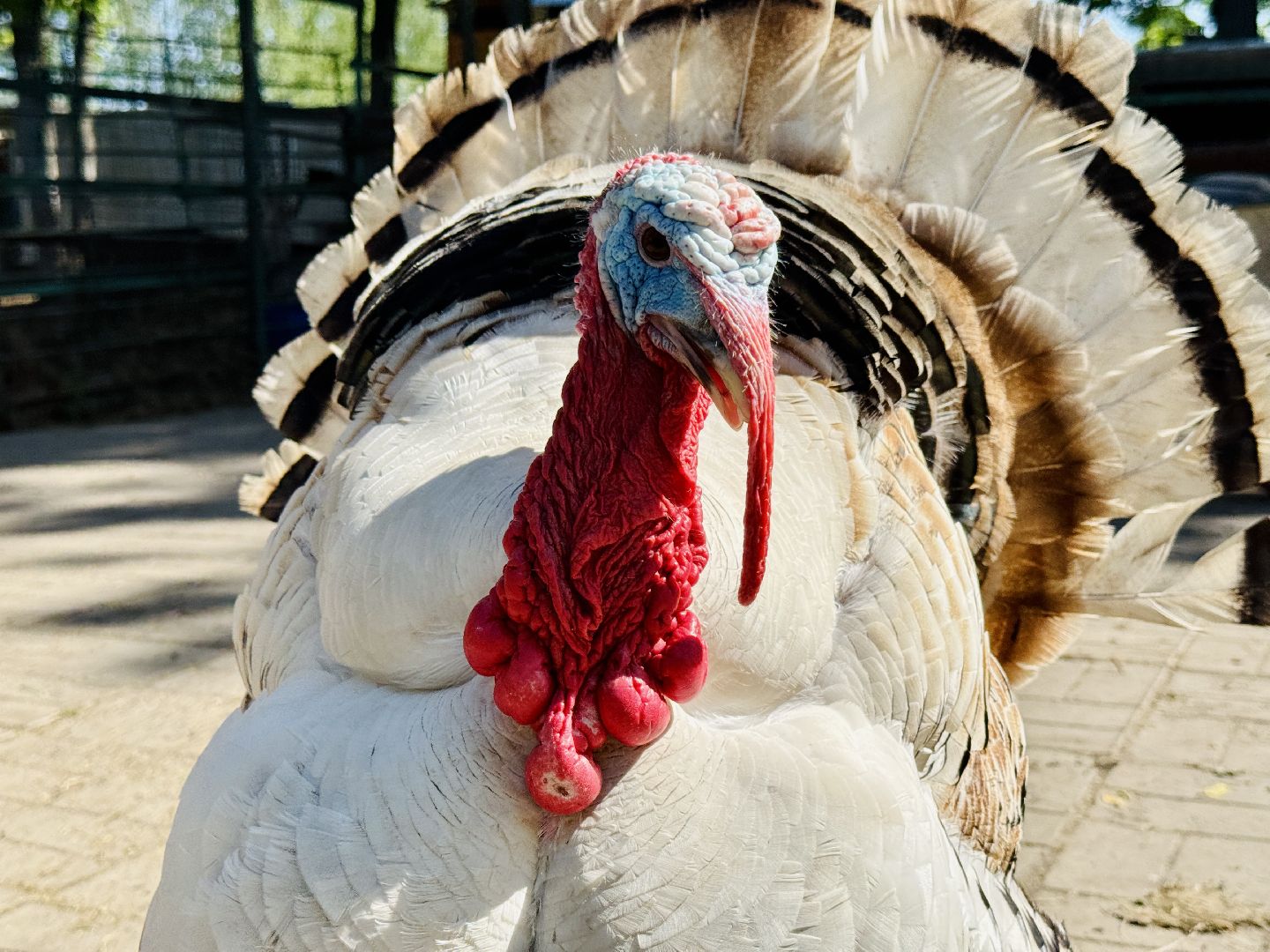 раменское, гжель, зоопарк,