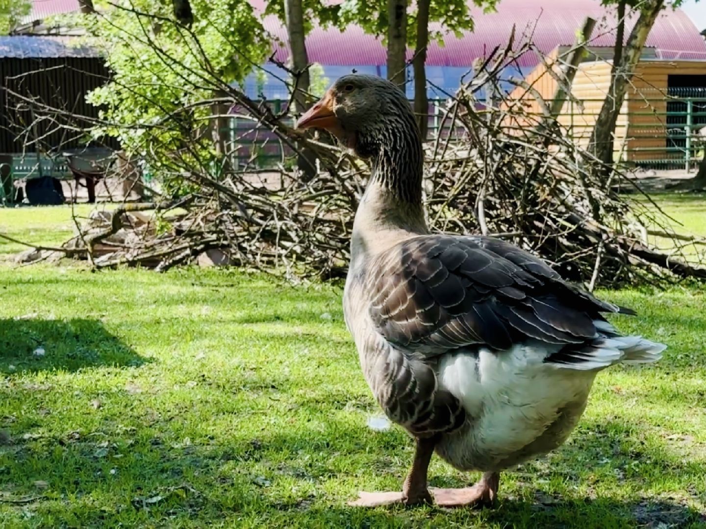 раменское, гжель, зоопарк,